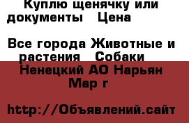 Куплю щенячку или документы › Цена ­ 3 000 - Все города Животные и растения » Собаки   . Ненецкий АО,Нарьян-Мар г.